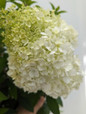 Bobo® Hydrangea Tree Close Up Flower