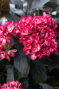 First Editions® Eclipse® Hydrangea Flowering 