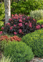 First Editions® Eclipse® Hydrangea Growing in the Landscaping 