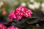 First Editions® Eclipse® Hydrangea Stem with flowers and leaves
