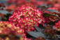 First Editions® Eclipse® Hydrangea Blooming