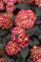 First Editions® Eclipse® Hydrangea Flowering