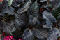 First Editions® Eclipse® Hydrangea Leaves Foliage