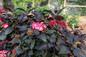 First Editions® Eclipse® Hydrangea Growing