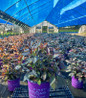 Eclipse Bigleaf Hydrangea #2 container