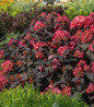 Eclipse Bigleaf Hydrangea full plant view