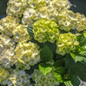 Grin and Tonic™ Reblooming Hydrangea Blooming in the Sunlight