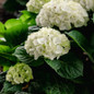 Grin and Tonic™ Reblooming Hydrangea Leaves and Blooms