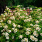 Toy Soldier™ Oakleaf Hydrangea Blooming Late Summer