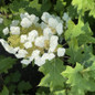 Toy Soldier™ Oakleaf Hydrangea Flower and Leaves