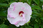 Summerific Ballet Slippers Hibiscus White Bloom