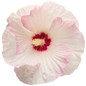 Summerific Ballet Slippers Hibiscus White Flower