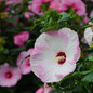 Summerific Ballet Slippers Hibiscus flower close up