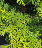 Wells Special Hinoki Cypress dense green foliage