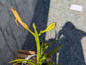 Gentle Shepherd Daylily Flower Buds