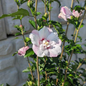 Fiji Rose of Sharon Close Up Flower