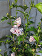 Fiji Rose of Sharon Multiple Flowers