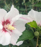 Fiji Rose of Sharon pink double blooms