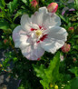 Fiji Rose of Sharon close-up flowers