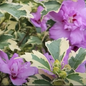 Showtime Hibiscus Foliage and Flowers