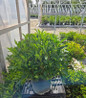 Nipmuck Mountain Laurel nursery container plant