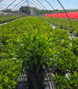 Yankee Doodle Mountain Laurel #3 container