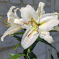 Casa Blanca Oriental Lily Flowers