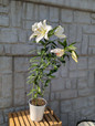 Casa Blanca Oriental Lily Standard Size in Nursery Portrait