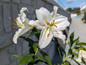 Casa Blanca Oriental Lily Flowers Close Up