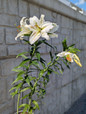 Casa Blanca Oriental Lily Two Flowers Portrait