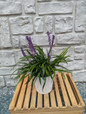 Royal Purple Lilyturf Standard Size in Nursery
