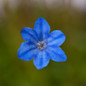 Lithodora Tidepool™ Sky Blue Flower Petals Close Up