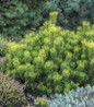 Enci Mugo Pine compact evergreen shrub