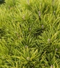 Enci Mugo Pine dense green needles