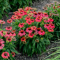 Summersong Firefinch Coneflower in Landscaping