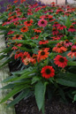 Summersong Firefinch Coneflower with Red Blooms