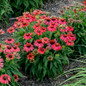 Summersong Firefinch Coneflower in Landscaping