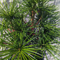 Wintergreen Umbrella Pine Leaves