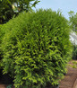Little Giant Arborvitae compact globe habit