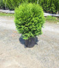 Little Giant Arborvitae in pot