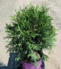 Technito Arborvitae #3 container