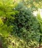 Technito Arborvitae dense green foliage
