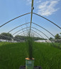 Soft Rush Grass in pot