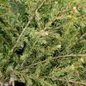 Healthy Alpine Carpet Juniper Growing