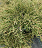 Alpine Carpet Juniper spreading evergreen