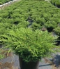 Alpine Carpet Juniper nursery pot