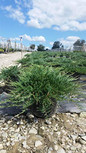 Bar Harbor Creeping Juniper in the sunlight