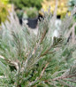 Bar Harbor Juniper foliage close-up