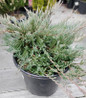 Bar Harbor Juniper spreading evergreen foliage