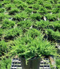 Bar Harbor Juniper #2 container